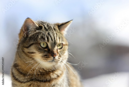 Tabby cat close-up portrait with green-yellow eyes on a blurred winter outdoor background.