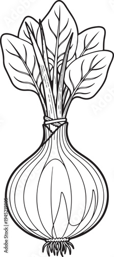 Black and white line of a bunch of spinach leaves tied to a single onion vegetable food healthy eating