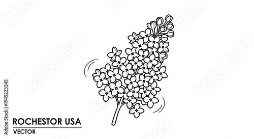 Rochester USA Lilac Flower Vector Illustration
