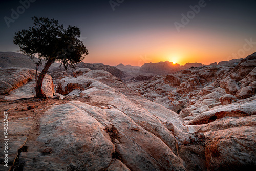 Tableau sur toile Lone tree on rocks in the Martian landscape Jordan