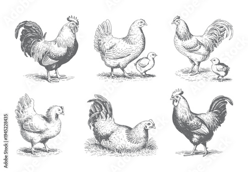 Vintage farm hen illustration set showing six chickens in different poses drawn in detailed ink engraving line art.