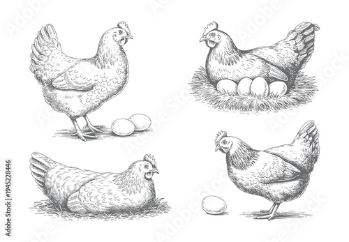 Farm hen and eggs illustration set. Vintage ink engraving line art showing chickens with nest and eggs.