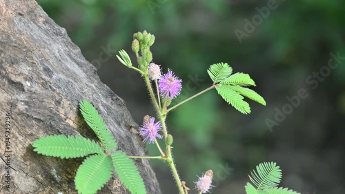 Mimosa pudica flower. Its common name is sensitive plant, sleepy grass, sleepy plant, action plant, humble plant, touch me not, touch and die, shame plant and shy plant. 