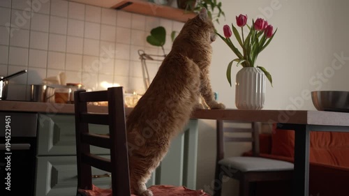 Playful domestic ginger cat curiously smelling a fresh bouquet of beautiful pink tulips in a white vase, standing on a wooden chair in a modern kitchen interior with warm lighting