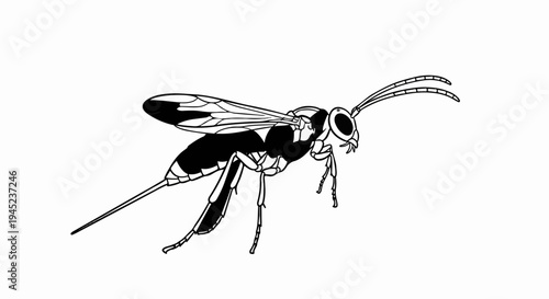 Detailed black and white illustration of a wasp with long antennae and stinger