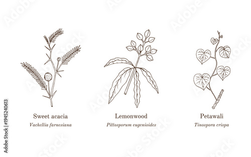 Collection of edible and medicinal plants. Hand drawn botanical vector illustration