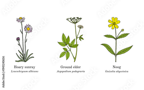 Collection of edible and medicinal plants. Hand drawn botanical vector illustration