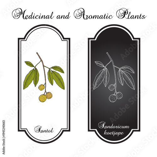 Santol, or cotton fruit (Sandoricum koetjape), edible and medicinal plant. Hand drawn botanical vector illustration