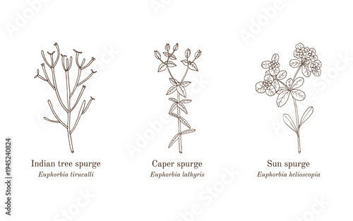 Collection of edible and medicinal plants. Hand drawn botanical vector illustration