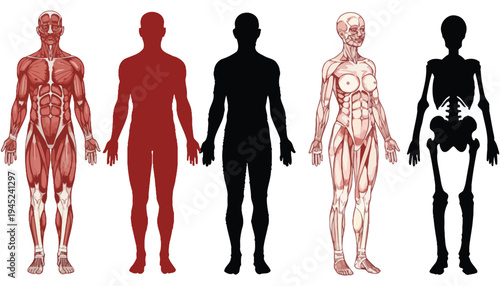 Human body anatomy illustrations with muscle and skeleton views