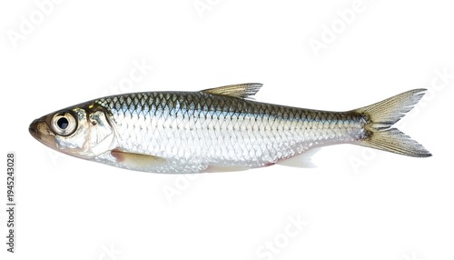 A small silver fish with blue and green scales on a white background