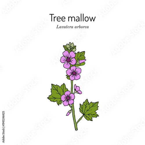 Tree Mallow (Lavatera arborea), medicinal and ornamental plant. Hand drawn botanical vector illustration