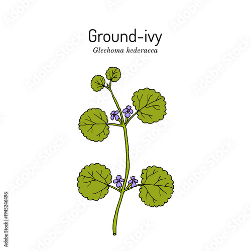 Ground-ivy (Glechoma hederacea), medicinal plant. Hand drawn botanical vector illustration
