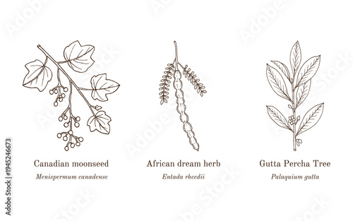 Collection of edible and medicinal plants. Hand drawn botanical vector illustration