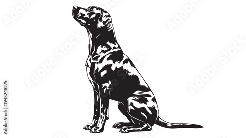 Black and white dalmatian dog vector illustration