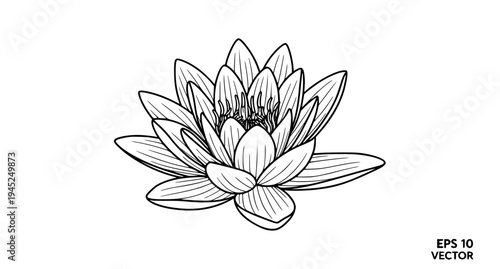 Shapla Water Lily Flower Elegant Black and White Line Art Vector Illustration