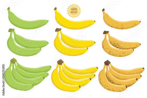 Unripe, yellow and ripe bananas set. Set of banana fruits of different ripeness, one banana, two bananas, many bananas, cartoon vector. Organic tropical bunch of banana fruits