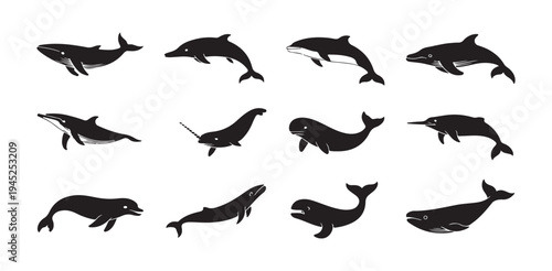 Set of various whales and dolphins isolated on white background, black whale and dolphin icons