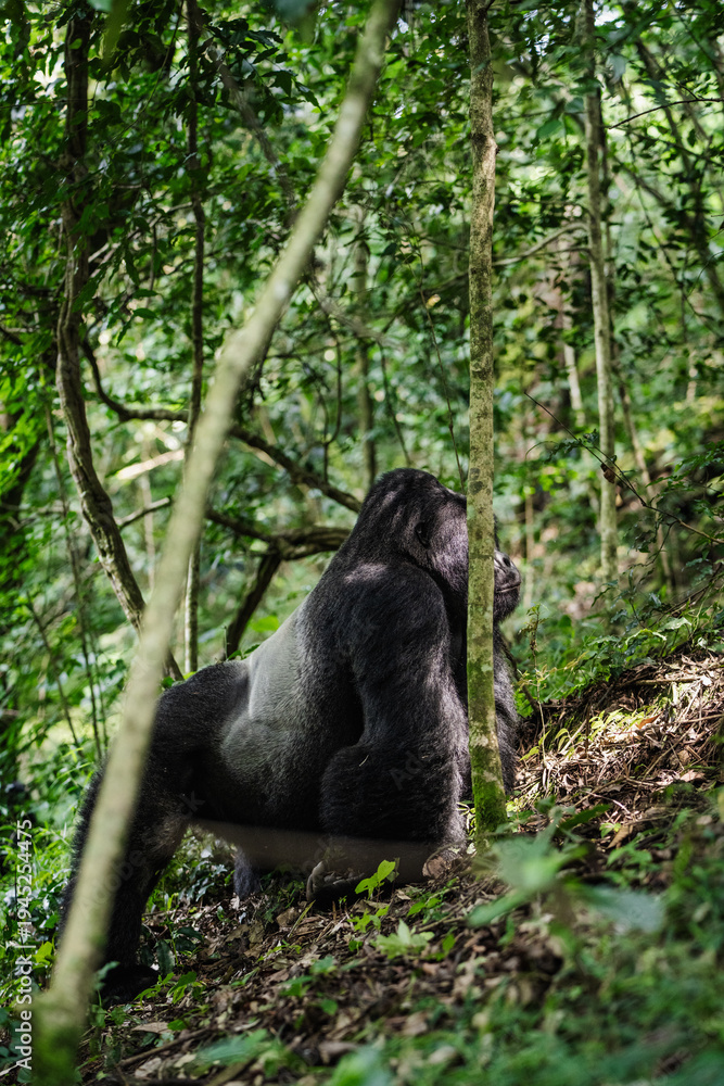 Obraz premium Mächtiger Silberrücken-Gorilla im dichten Regenwald von Uganda.