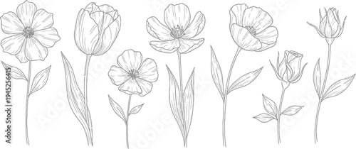 Elegant black and white line art botanical illustration of various blooming flowers and buds