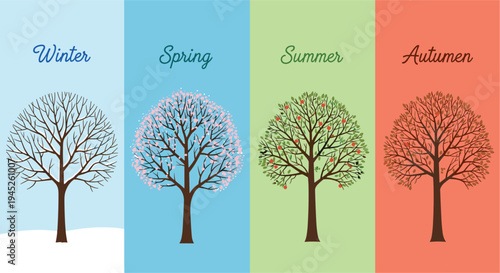 Four seasons tree comparison illustration showing winter spring summer autumn changes in nature colorful vector infographic