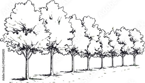 A line of large leafy trees with thick trunks and branches extending outward in a natural setting