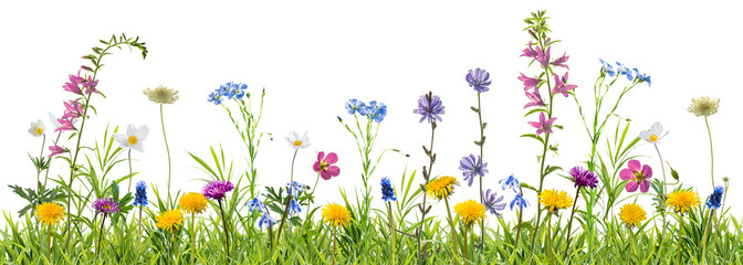 Different wild flowers in spring green grass isolated on transperent