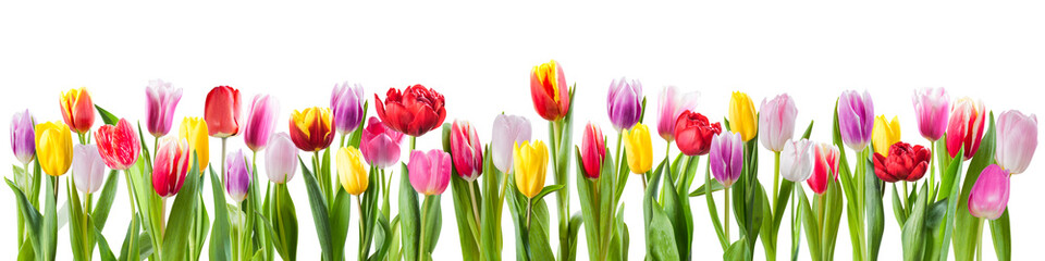 Different colours tulip flowers isolated on transperent