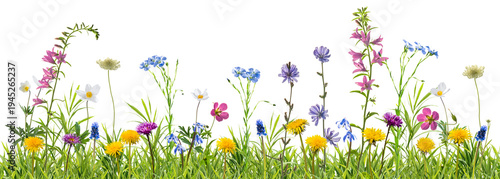 Fotografía Different wild flowers in spring green grass isolated on transperent