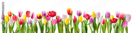 Different colours tulip flowers isolated on transperent