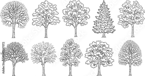 Ten different types of trees drawn in black and white line style line black and white nature forest