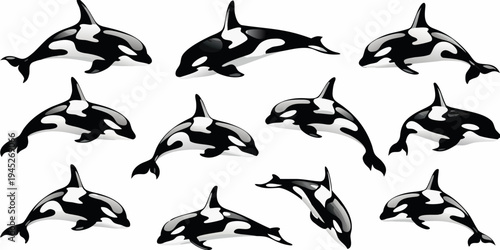 A collection of orca whales in various swimming poses and angles