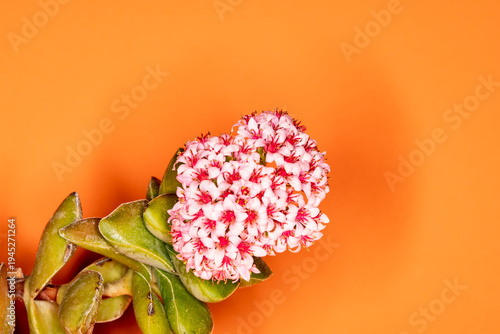 Wallpaper Mural Crassula Sprimgtime, plantas suculentas en floración de flores blanca con centro rojo. Torontodigital.ca