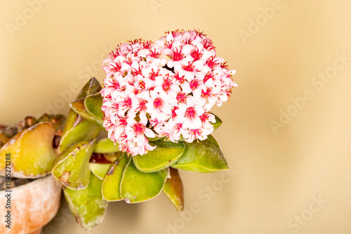 Wallpaper Mural Crassula Sprimgtime, plantas suculentas en floración de flores blanca con centro rojo. Torontodigital.ca