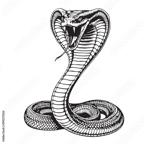 Detailed cobra snake vector illustration with expanded hood, open mouth, fangs, and coiled body in defensive striking pose
