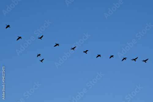 Migrating bird flock in V formation silhouette in blue sky