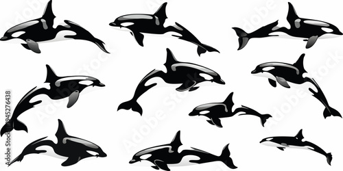 A playful pod of orcas swimming in various positions