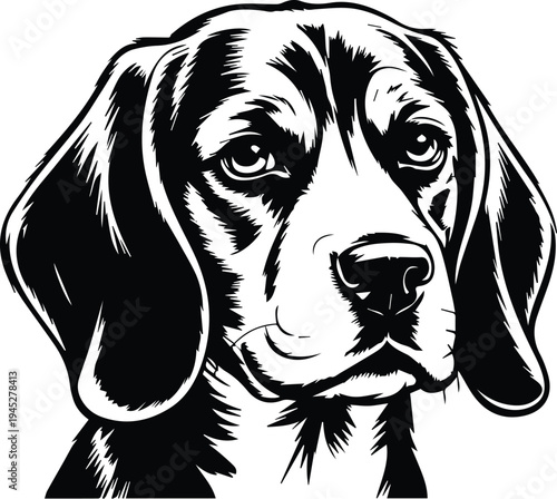 Realistic beagle dog head portrait engraving style line art vector illustration