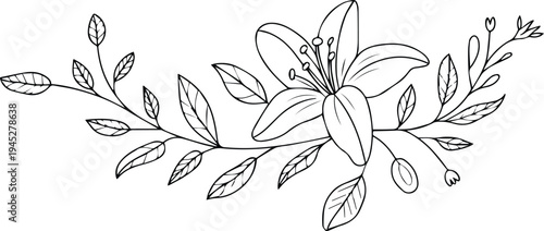 Botanical lily flower branch line art outline vector icon