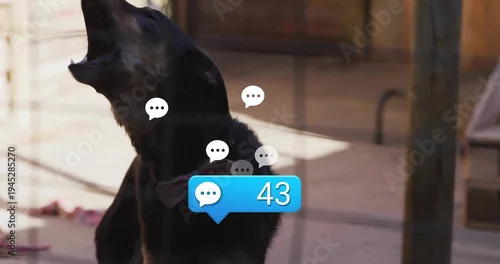 Naklejka na ścianę Barking black dog behind wire bars at kennel, wearing collar, chat-badge 43 and speech bubbles