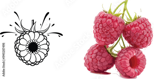 Raspberry Illustration Set Featuring Fresh Berries and Splash Effect for Natural Fruit and Drink Designs
