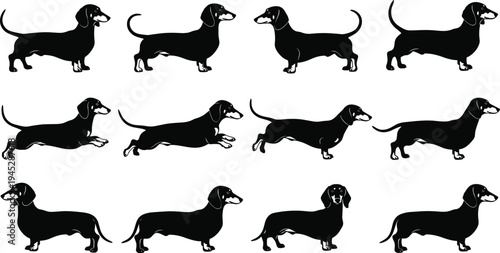 Dachshund dog silhouettes set, sausage dog in various poses black vector illustration isolated on white background