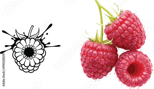Raspberry Illustration Set Featuring Fresh Berries and Splash Effect for Natural Fruit and Drink Designs