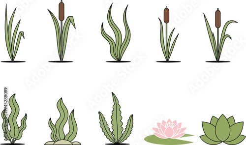 Illustrations of various aquatic and wetland plants and flowers