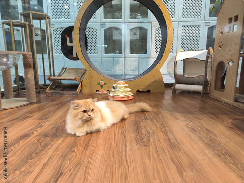 Persian cat resting on wooden floor inside modern cat cafe with circular tunnel in Bangkok, Thailand