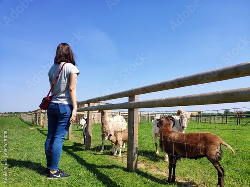 Fotografija Woman observing sheep and goat in rural farm enclosure under clear blue sky, cou