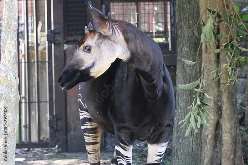 Naklejka na ścianę オカピ