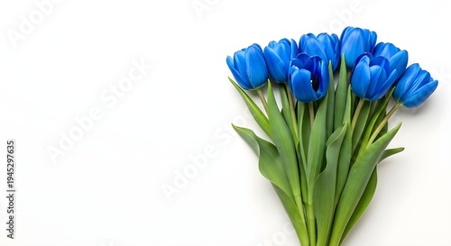 Elegant Bunch of Blue Tulips Isolated for Spring Celebration Festival