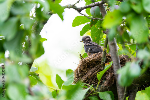 Cuadro en lienzo Young thrush sitting in nest among tree branches