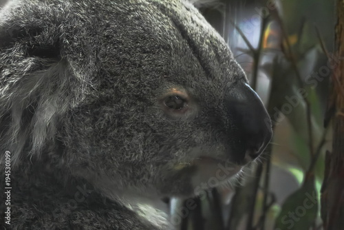 Photography コアラ